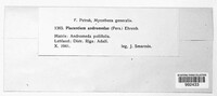Rhytisma andromedae image